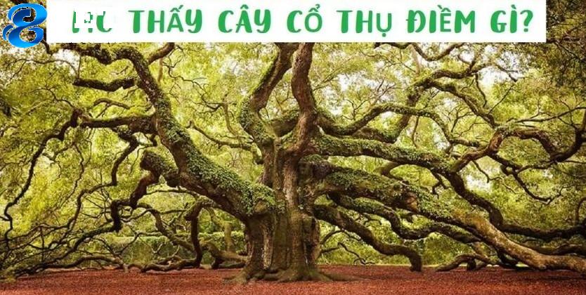 Giải mã giấc mơ thấy cây cổ thụ mang ý nghĩa gì? 7 Giải mã mơ giấc mơ thấy nhiều cây cổ thụ