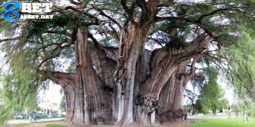 Giải mã giấc mơ thấy cây cổ thụ mang ý nghĩa gì? 5 Giải mã mơ thấy cây cổ thụ điềm báo gì