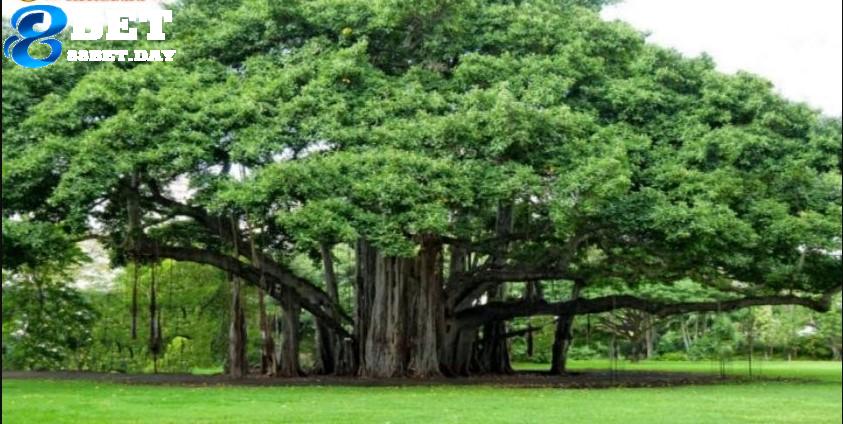 Giải mã giấc mơ thấy cây cổ thụ mang ý nghĩa gì? 6 Ý nghĩa giấc mơ thấy cây cổ thụ