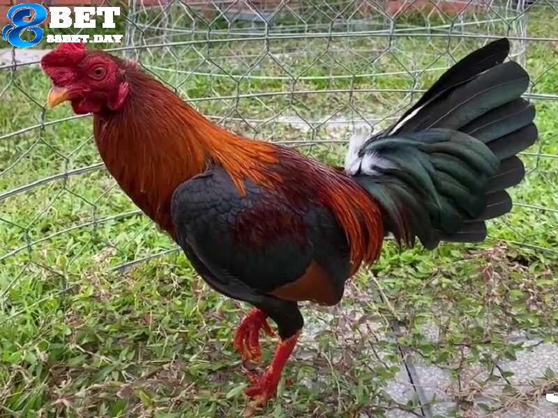Chi tiết về giống gà chọi Mỹ - “Thần kê” tại thị trường Việt Nam 4 gà chọi Mỹ