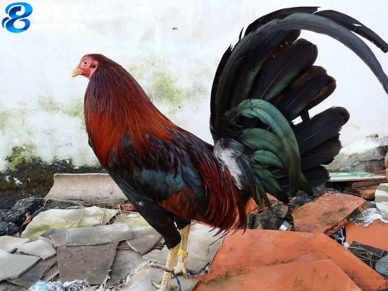 Chi tiết về giống gà chọi Mỹ - “Thần kê” tại thị trường Việt Nam 5 Kỹ năng háo chiến đã tạo nên tên tuổi cho giống gà chọi Mỹ