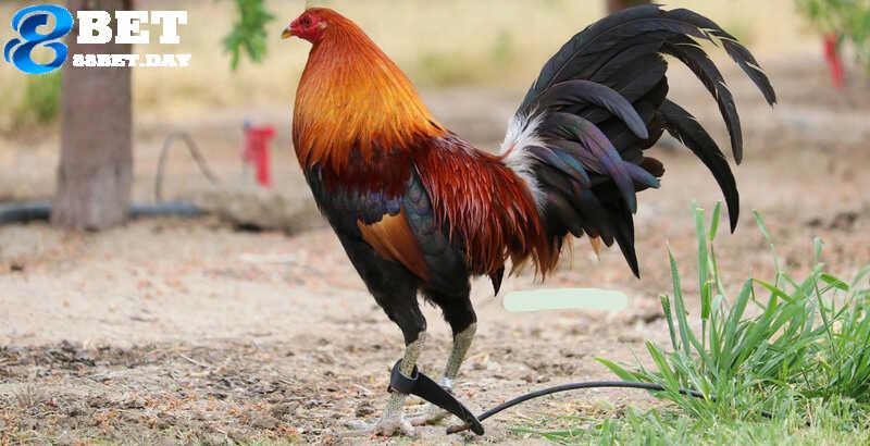 Chi tiết về giống gà chọi Mỹ - “Thần kê” tại thị trường Việt Nam 6 Tổng hợp kinh nghiệm lựa chọn giống gà chọi Mỹ