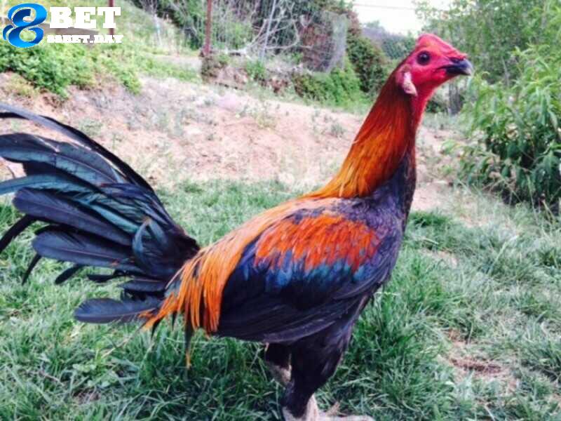 Các dòng gà chọi Peru phổ biến tại Việt Nam 4 Giới thiệu về giống gà chọi Peru nổi bật tại thị trường Việt Nam