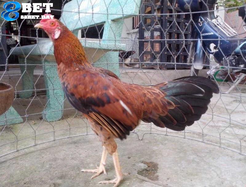 Gà chọi Mã Lai – “Điểm sáng” trên thị trường cá cược đá gà Việt Nam 4 Thông tin, nguồn gốc về dòng gà chọi Mã Lai